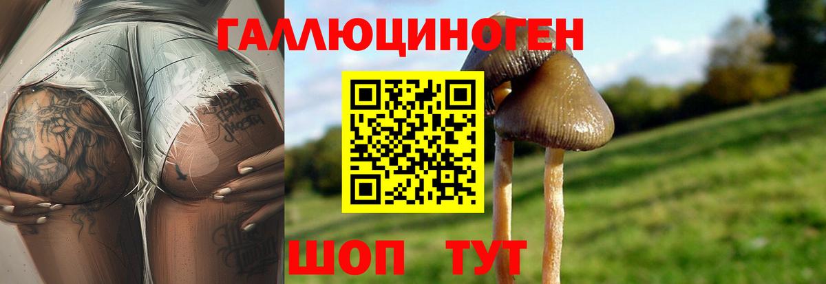 Брянск  Псилоцибиновые грибы мицелий  Вход с VPN 