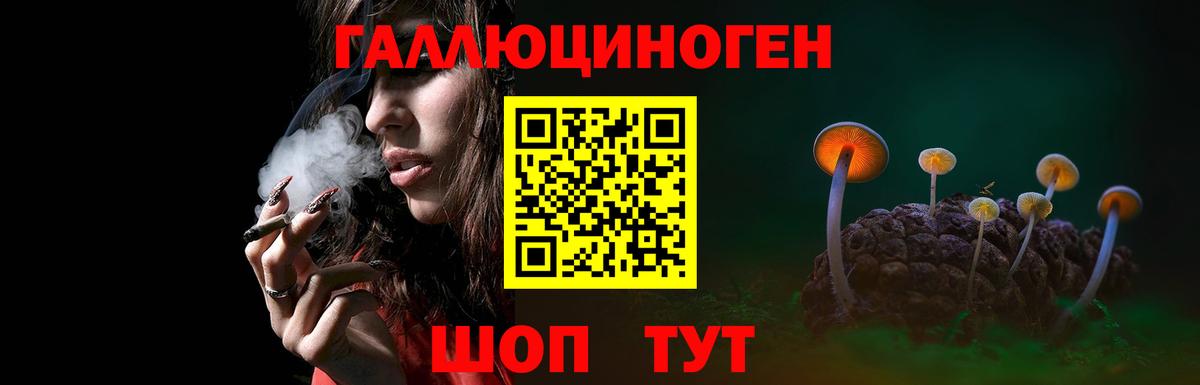 Псилоцибиновые грибы Psilocybe Брянск